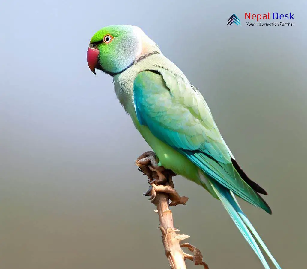 Blue hot sale alexandrine parakeet